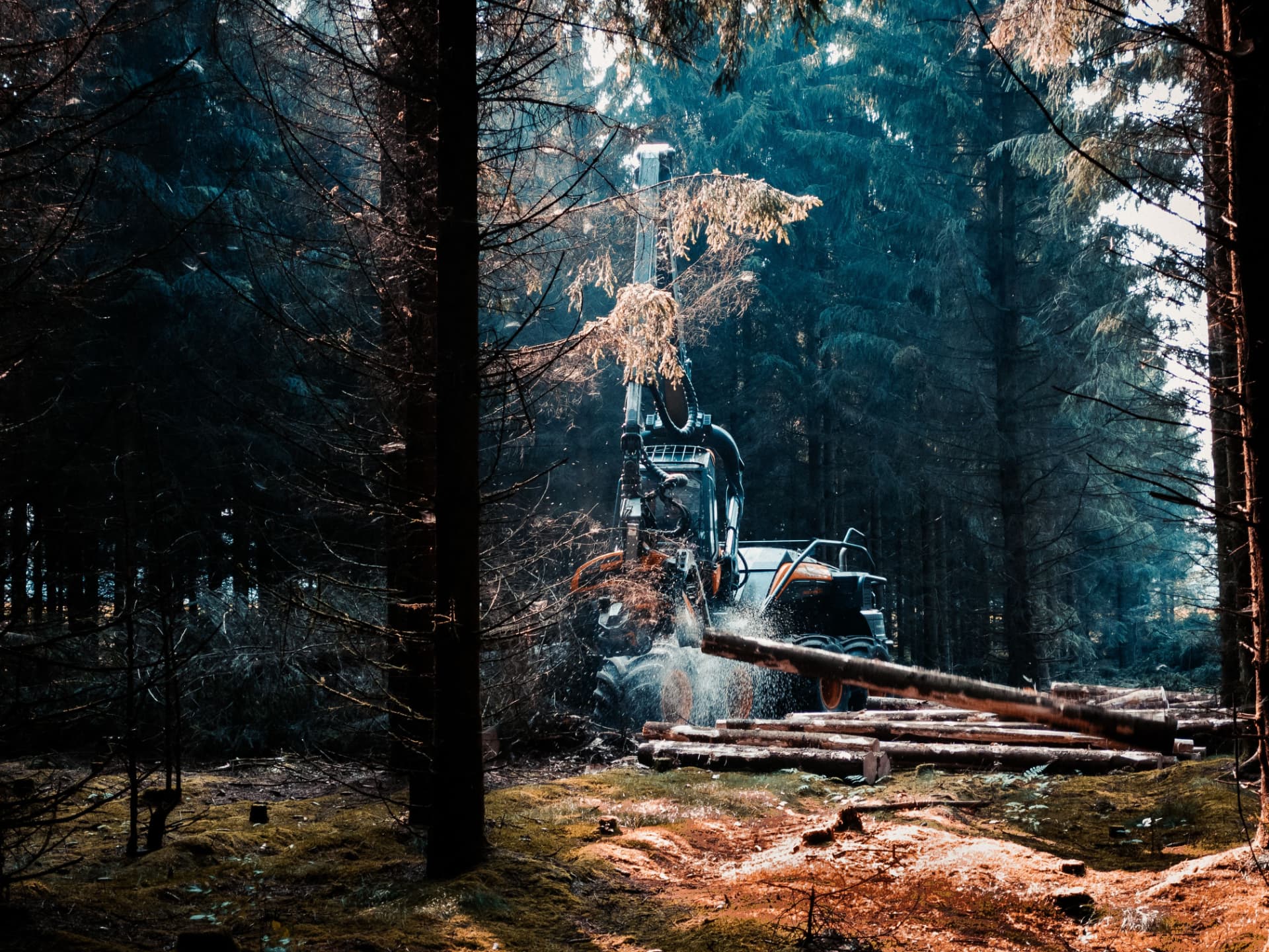 Skogsmaskin under arbete i barrskog
